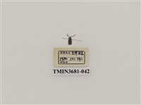 藏品(鞘翅目(1))的圖片